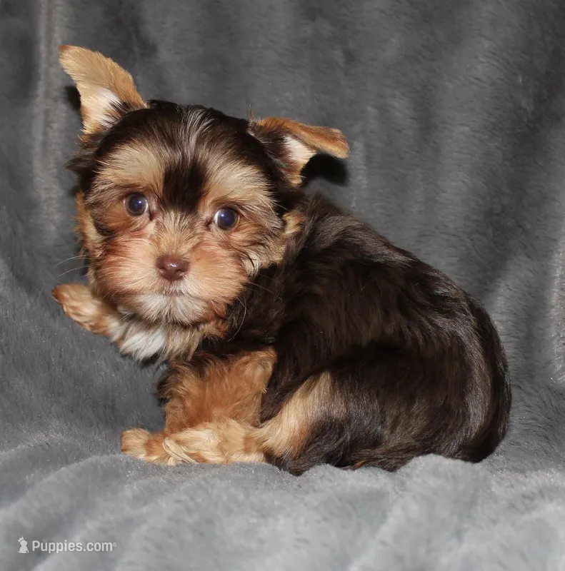 AKC/CKC Chocolate & Tan Male