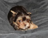 AKC/CKC Chocolate & Tan Male, a female Yorkshire Terrier for sale in Chillicothe, OH – Photo 5 of 6