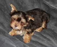 AKC/CKC Chocolate & Tan Male, a female Yorkshire Terrier for sale in Chillicothe, OH – Photo 2 of 6