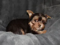 AKC/CKC Chocolate & Tan Male, a female Yorkshire Terrier for sale in Chillicothe, OH – Photo 4 of 6