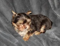 AKC/CKC Chocolate & Tan Male, a female Yorkshire Terrier for sale in Chillicothe, OH – Photo 6 of 6
