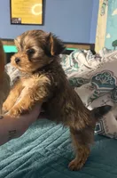 AKC/CKC Kiwi - Sable, a female Yorkshire Terrier for sale in Chillicothe, OH – 7 of 9