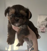 CKC Carlos , a male Yorkshire Terrier and Shorkie for sale in Chillicothe, OH – 5 of 10