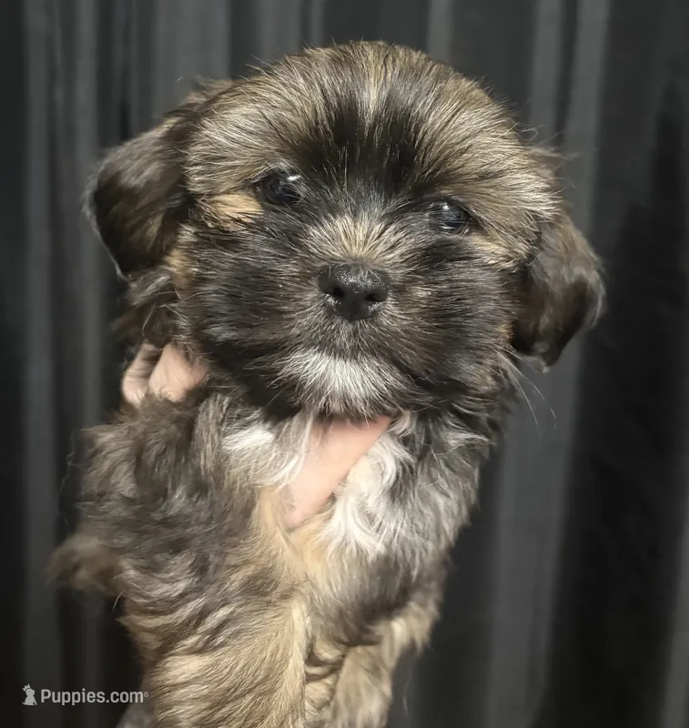 CKC - Chief  – Yorkshire Terrier, Shorkie puppy for sale in Chillicothe, OH