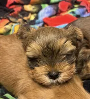 AKC/CKC Oslo - Sable, a male Yorkshire Terrier for sale in Chillicothe, OH – 2 of 7