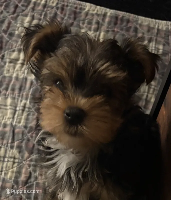 AKC/CKC Stitch – Yorkshire Terrier puppy for sale in Chillicothe, OH