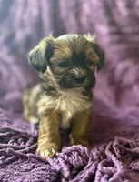 CKC - Chubbs, a male Yorkshire Terrier and Shorkie for sale in Chillicothe, OH – 4 of 10