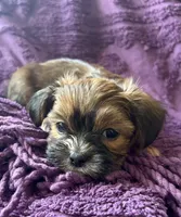 CKC - Chubbs, a male Yorkshire Terrier and Shorkie for sale in Chillicothe, OH – 2 of 10