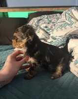 AKC/CKC Stitch, a male Yorkshire Terrier for sale in Chillicothe, OH – 6 of 8