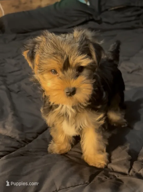 AKC/CKC Stitch – Yorkshire Terrier puppy for sale in Chillicothe, OH