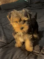 AKC/CKC Stitch, a male Yorkshire Terrier for sale in Chillicothe, OH – 6 of 10