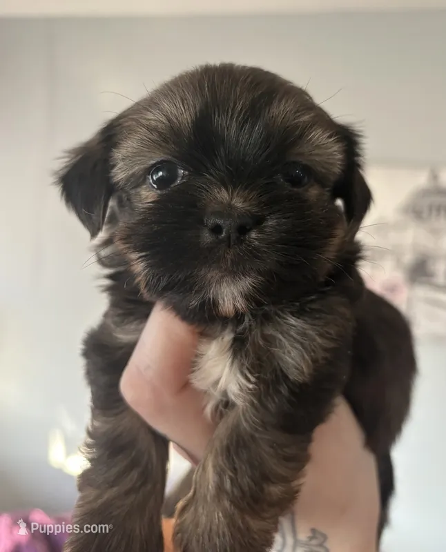 CKC - Chief  – Yorkshire Terrier, Shorkie puppy for sale in Chillicothe, OH