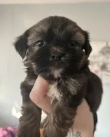 CKC - Chief , a male Yorkshire Terrier and Shorkie for sale in Chillicothe, OH – 1 of 9