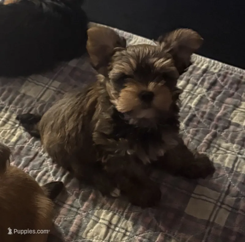 AKC/CKC Oslo - Sable – Yorkshire Terrier puppy for sale in Chillicothe, OH