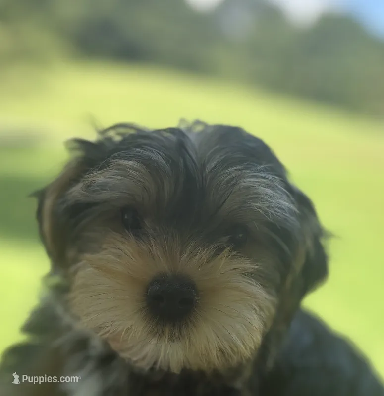 AKC/CKC Stitch – Yorkshire Terrier puppy for sale in Chillicothe, OH