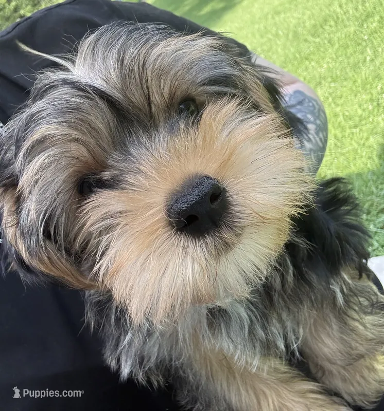 AKC/CKC Stitch – Yorkshire Terrier puppy for sale in Chillicothe, OH