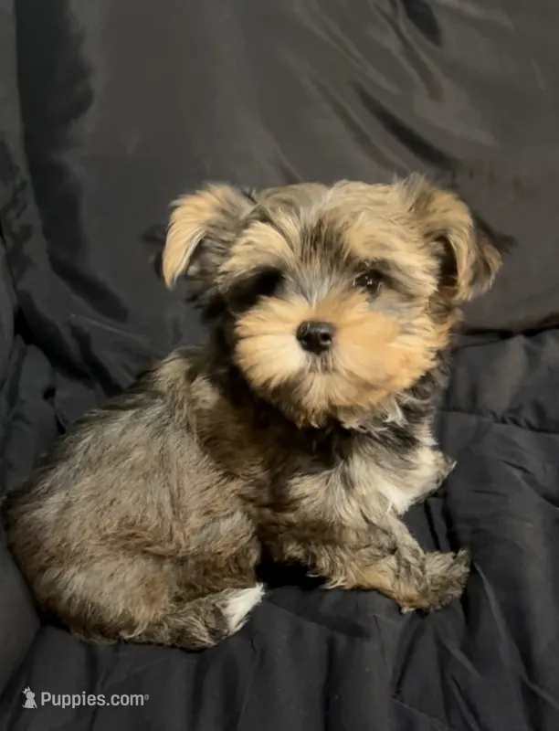 AKC/CKC Oslo - Sable – Yorkshire Terrier puppy for sale in Chillicothe, OH
