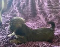CKC Carlos , a male Yorkshire Terrier and Shorkie for sale in Chillicothe, OH – 6 of 10