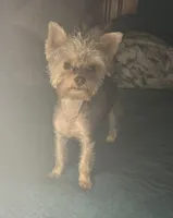 Coopee - AKC/CKC Small Blonde Chocolate, a male Yorkshire Terrier for sale in Chillicothe, OH – 2 of 8