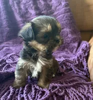 CKC Carlos , a male Yorkshire Terrier and Shorkie for sale in Chillicothe, OH – 3 of 10