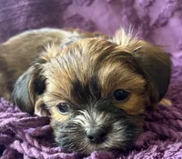 CKC - Chubbs, a male Yorkshire Terrier and Shorkie for sale in Chillicothe, OH – 5 of 10