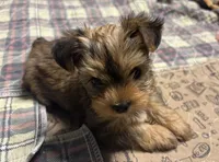 AKC/CKC Kiwi - Sable, a female Yorkshire Terrier for sale in Chillicothe, OH – 3 of 9