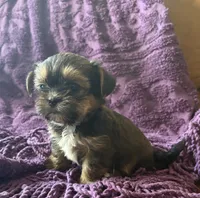 CKC Carlos , a male Yorkshire Terrier and Shorkie for sale in Chillicothe, OH – 2 of 10