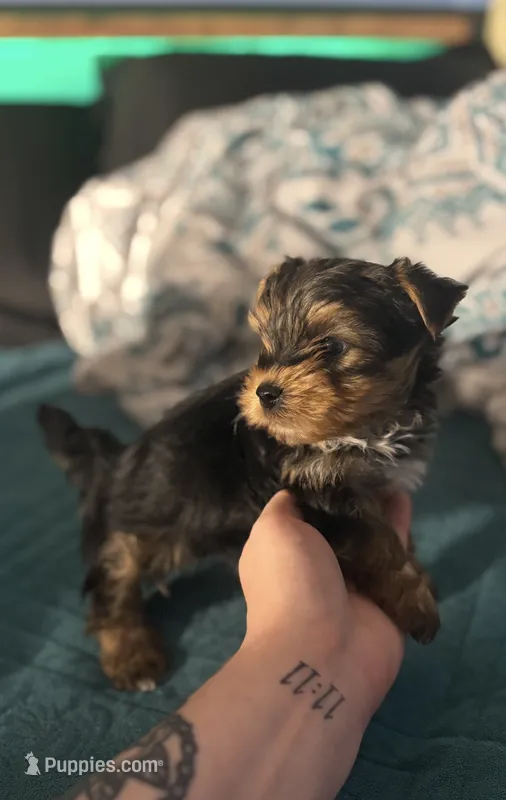 AKC/CKC Stitch – Yorkshire Terrier puppy for sale in Chillicothe, OH