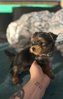 AKC/CKC Stitch, a male Yorkshire Terrier for sale in Chillicothe, OH – 1 of 8