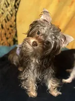 Cooper - AKC/CKC 8 Months - Small Chocolate Male, a male Yorkshire Terrier for sale in Chillicothe, OH – Photo 4 of 9