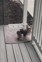 Cooper - AKC/CKC Small Chocolate Male, a male Yorkshire Terrier for sale in Chillicothe, OH – 5 of 6
