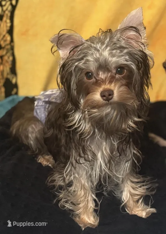 Cooper - AKC/CKC 8 Months - Small Chocolate Male