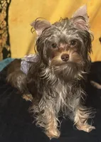 Cooper - AKC/CKC 8 Months - Small Chocolate Male, a male Yorkshire Terrier for sale in Chillicothe, OH – Photo 1 of 9