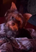 Cooper - AKC/CKC 8 Months - Small Chocolate Male, a male Yorkshire Terrier for sale in Chillicothe, OH – Photo 7 of 9