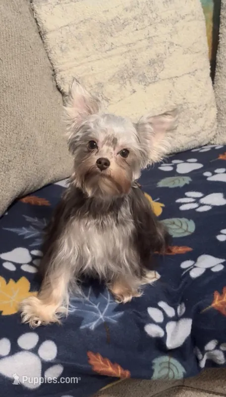 Cooper - AKC/CKC Small Chocolate Male – Yorkshire Terrier puppy for sale in Chillicothe, OH