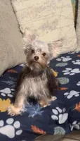 Cooper - AKC/CKC Small Chocolate Male, a male Yorkshire Terrier for sale in Chillicothe, OH – 3 of 6