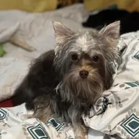 Cooper - AKC/CKC 8 Months - Small Chocolate Male, a male Yorkshire Terrier for sale in Chillicothe, OH – Photo 5 of 9