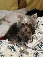 AKC/CKC 7 Months - Chocolate Male, a male Yorkshire Terrier for sale in Chillicothe, OH – Photo 3 of 4