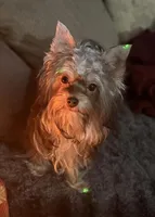 AKC/CKC 7 Months - Chocolate Male, a male Yorkshire Terrier for sale in Chillicothe, OH – Photo 2 of 4