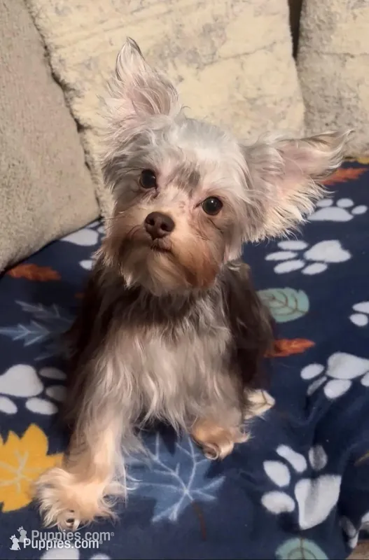 Cooper - AKC/CKC Small Chocolate Male – Yorkshire Terrier puppy for sale in Chillicothe, OH
