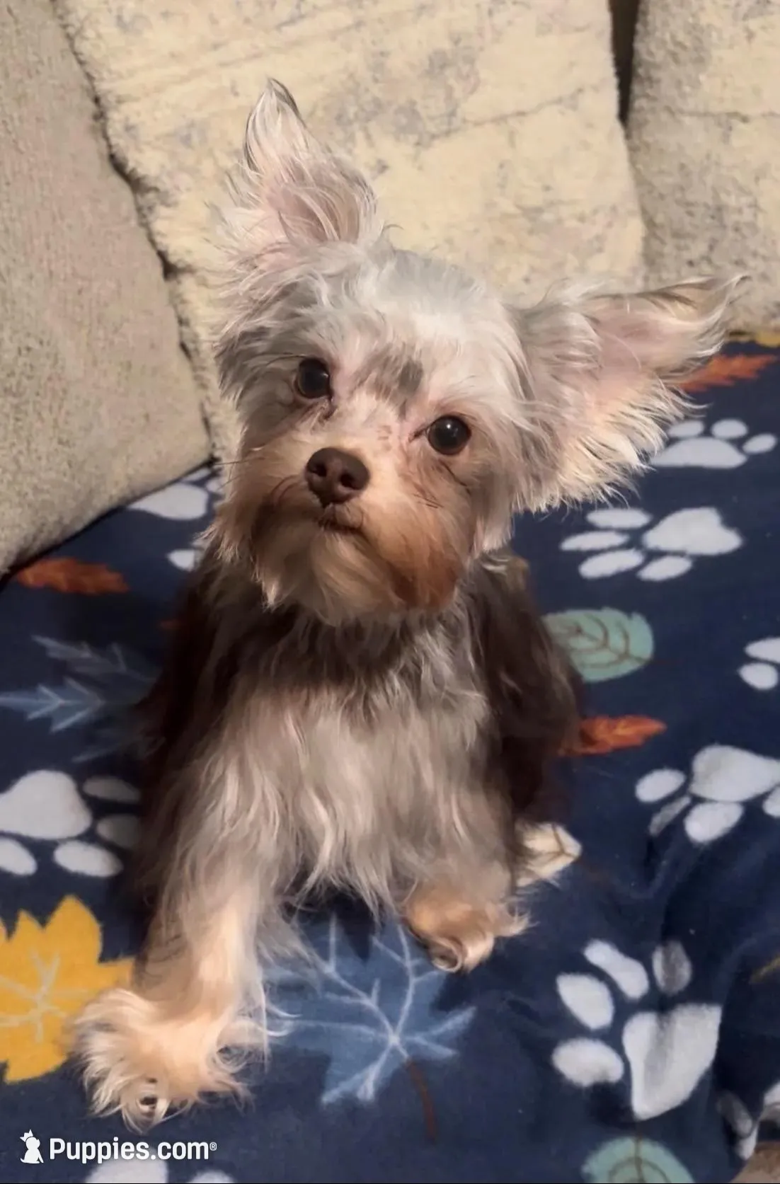 Cooper - AKC/CKC Small Chocolate Male, a male Yorkshire Terrier for sale in Chillicothe, OH – 1 of 6