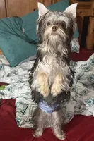 Cooper - AKC/CKC 8 Months - Small Chocolate Male, a male Yorkshire Terrier for sale in Chillicothe, OH – Photo 8 of 9