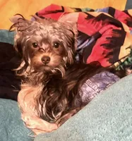 Cooper - AKC/CKC 8 Months - Small Chocolate Male, a male Yorkshire Terrier for sale in Chillicothe, OH – Photo 9 of 9