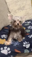 Cooper - AKC/CKC Small Chocolate Male, a male Yorkshire Terrier for sale in Chillicothe, OH – 2 of 6
