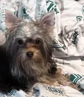 AKC/CKC 7 Months - Chocolate Male, a male Yorkshire Terrier for sale in Chillicothe, OH – Photo 4 of 4