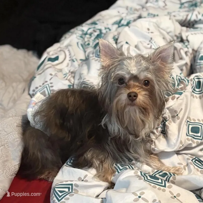 AKC/CKC 7 Months - Chocolate Male