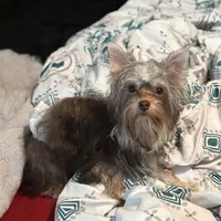 Cooper - AKC/CKC 8 Months - Small Chocolate Male, a male Yorkshire Terrier for sale in Chillicothe, OH – Photo 6 of 9