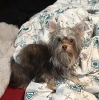 AKC/CKC 7 Months - Chocolate Male, a male Yorkshire Terrier for sale in Chillicothe, OH – Photo 1 of 4