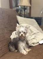 Cooper - AKC/CKC Small Chocolate Male, a male Yorkshire Terrier for sale in Chillicothe, OH – 4 of 6