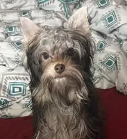 Cooper - AKC/CKC 8 Months - Small Chocolate Male, a male Yorkshire Terrier for sale in Chillicothe, OH – Photo 2 of 9